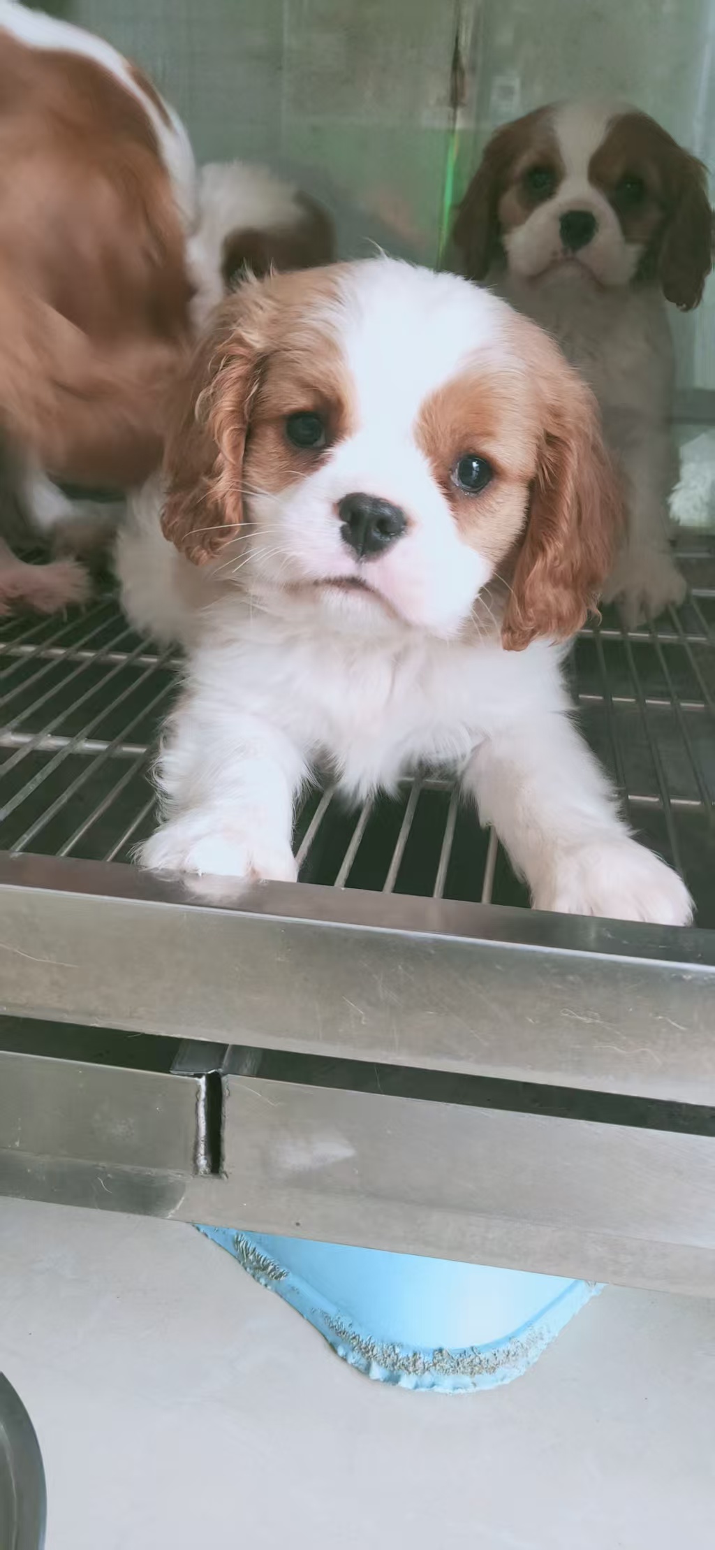 精品骑士查理王小猎犬